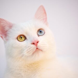Pet Products